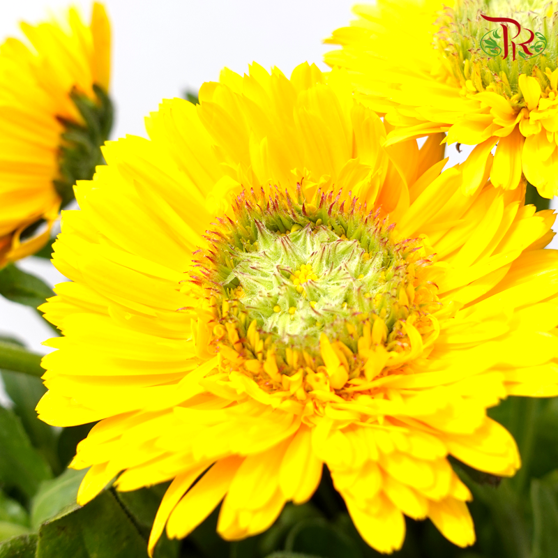Marigold - Yellow (10 Stems)-Orange-China-prflorist.com.my