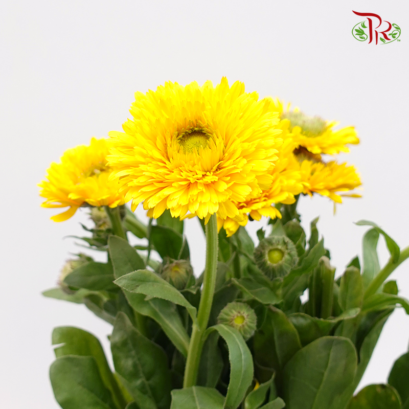 Marigold - Yellow (10 Stems)-Orange-China-prflorist.com.my