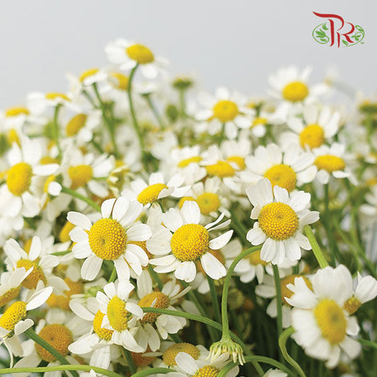 Matricaria - Local (Per Bunch)-White-Malaysia-prflorist.com.my