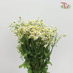 Matricaria - Local (Per Bunch)-White-Malaysia-prflorist.com.my