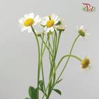 Matricaria - Local (Per Bunch)-White-Malaysia-prflorist.com.my