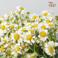 Matricaria - (Per Bunch)-White-China-prflorist.com.my