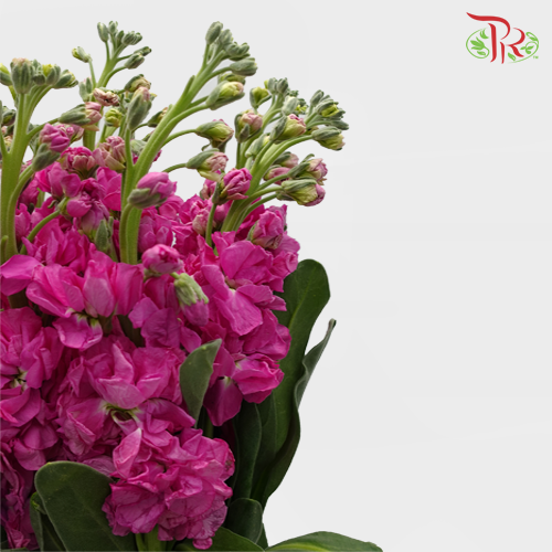 Matthiola - Cherry Pink (10 Stems)-Pink-China-prflorist.com.my