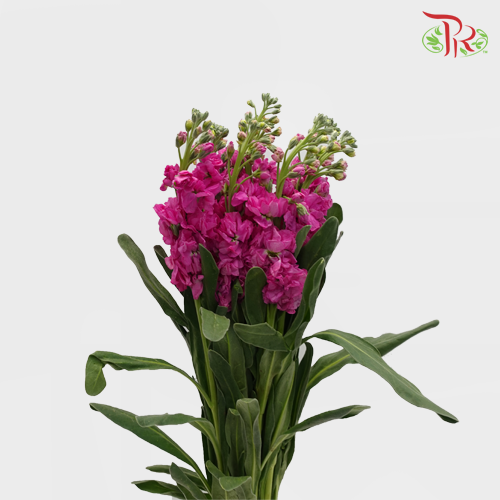 Matthiola - Cherry Pink (10 Stems)-Pink-China-prflorist.com.my