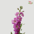 Matthiola - Hot Pink (10 Stems)-Pink-China-prflorist.com.my