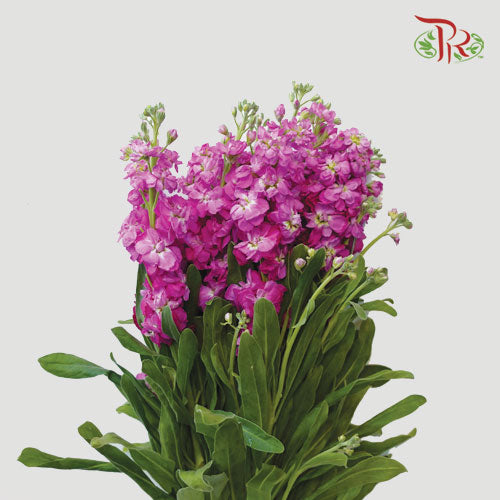 Matthiola - Hot Pink (10 Stems)-Pink-Vietnam-prflorist.com.my