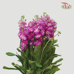 Matthiola - Hot Pink (10 Stems)-Pink-Vietnam-prflorist.com.my