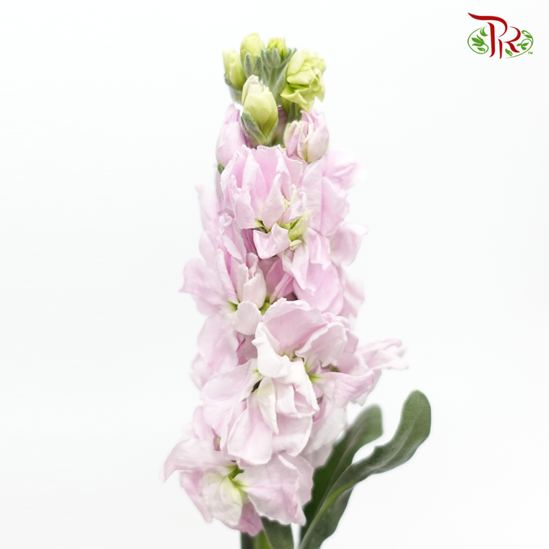 Matthiola - Light Pink (10 Stems)-Purple-China-prflorist.com.my