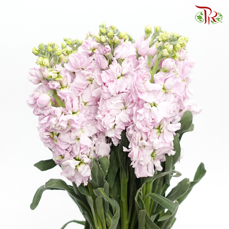 Matthiola - Light Pink (10 Stems)-Purple-China-prflorist.com.my