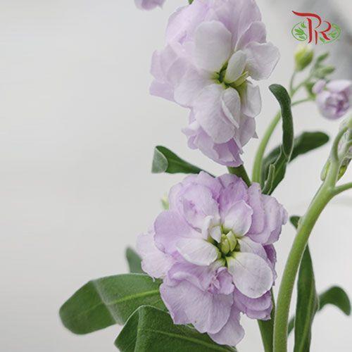 Matthiola - Light Purple (10 Stems)-Purple-China-prflorist.com.my