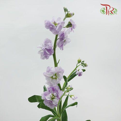 Matthiola - Light Purple (10 Stems)-Purple-China-prflorist.com.my