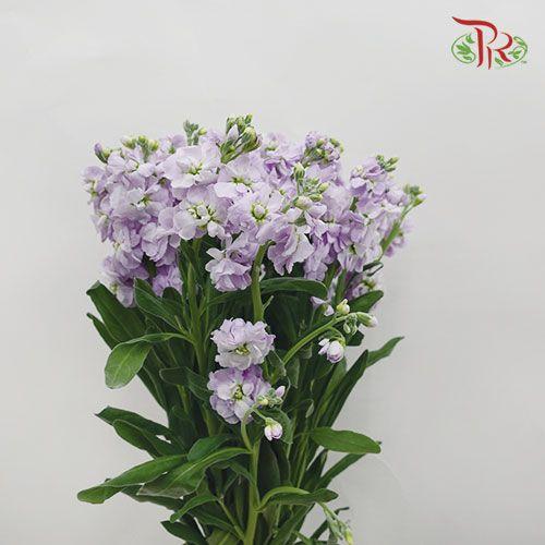 Matthiola - Light Purple (10 Stems)-Purple-Kenya-prflorist.com.my