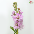 Matthiola - Pink (10 Stems)-Pastel Pink-Kenya-prflorist.com.my