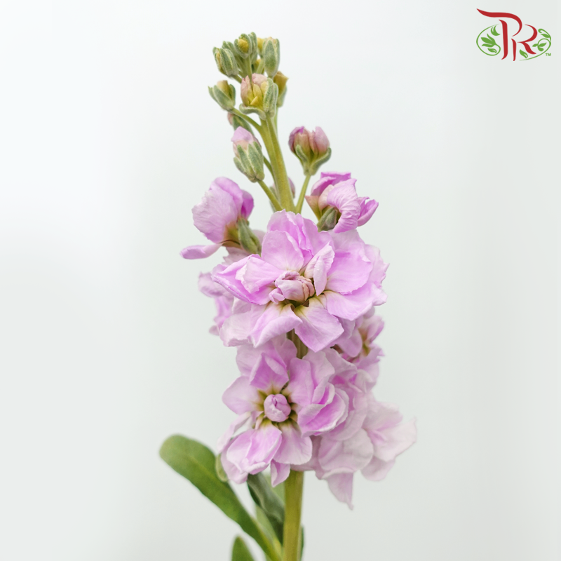 Matthiola - Pink (10 Stems)-Pastel Pink-Kenya-prflorist.com.my