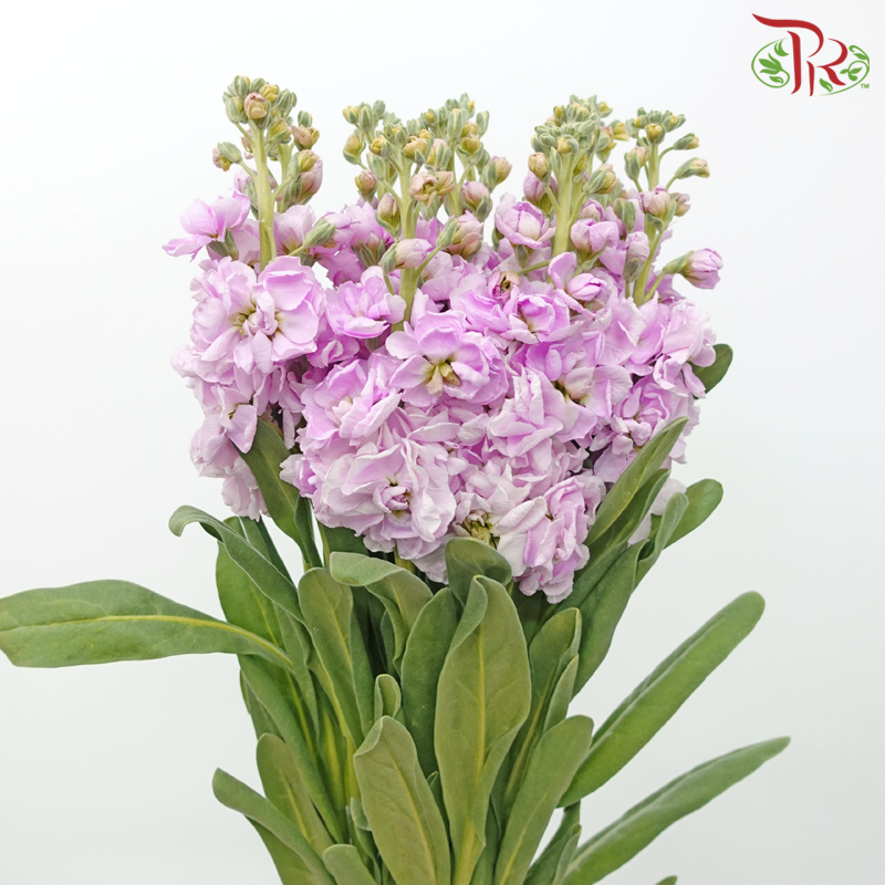 Matthiola - Pink (10 Stems)-Pastel Pink-Kenya-prflorist.com.my