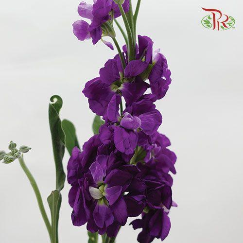 Matthiola - Purple (10 Stems)-Purple-China-prflorist.com.my