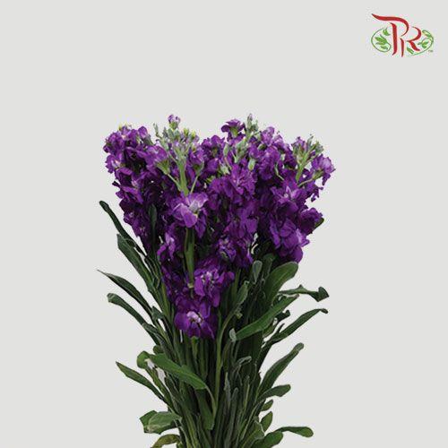 Matthiola - Purple (10 Stems)-Purple-China-prflorist.com.my