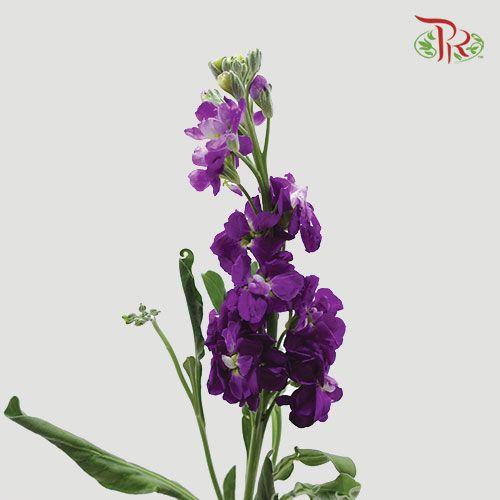 Matthiola - Purple (10 Stems)-Purple-Kenya-prflorist.com.my