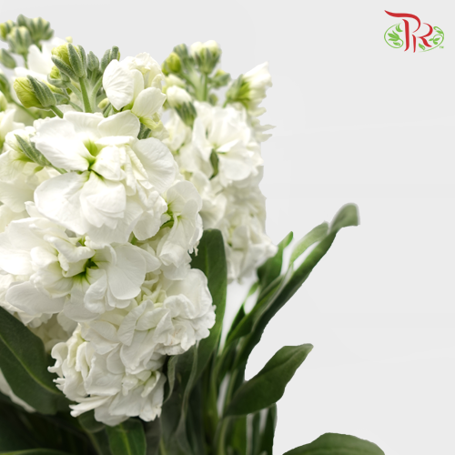 Matthiola - White (10 Stems)-White-China-prflorist.com.my