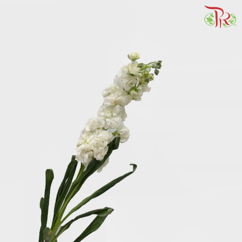 Matthiola - White (10 Stems)-White-China-prflorist.com.my