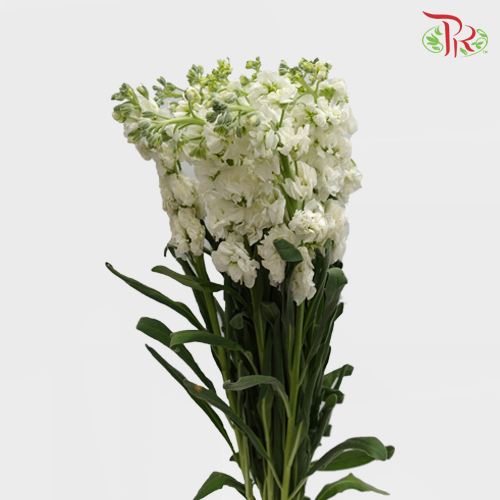 Matthiola - White (10 Stems)-White-China-prflorist.com.my