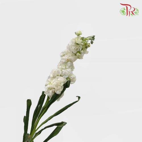 Matthiola - White (10 Stems)-White-Kenya-prflorist.com.my