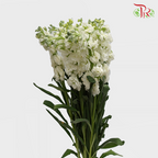 Matthiola - White (10 Stems)-White-Kenya-prflorist.com.my