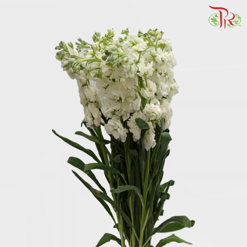 Matthiola - White (10 Stems)-White-Kenya-prflorist.com.my