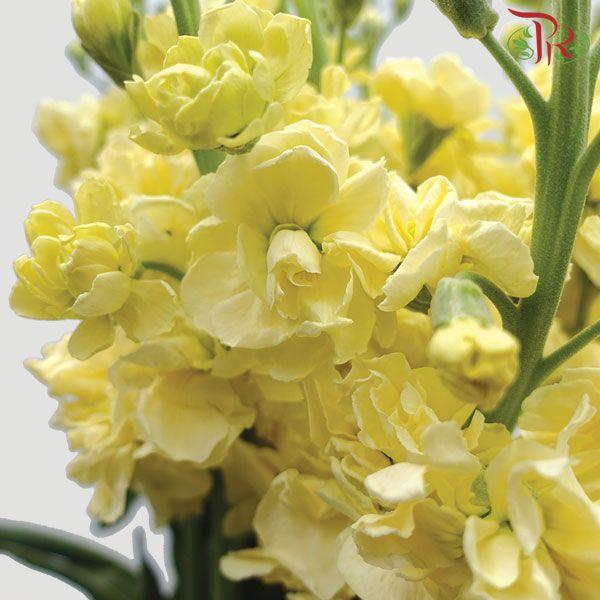 Matthiola - Yellow (10 Stems)-Yellow-China-prflorist.com.my