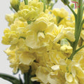 Matthiola - Yellow (10 Stems)-Yellow-China-prflorist.com.my