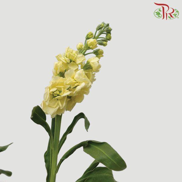 Matthiola - Yellow (10 Stems)-Yellow-China-prflorist.com.my