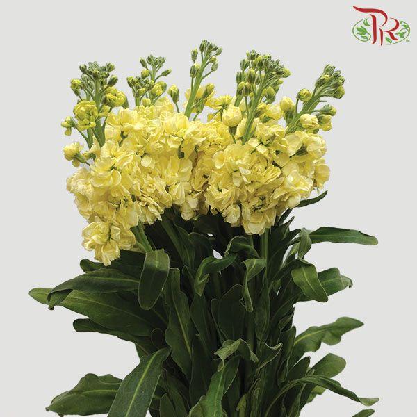 Matthiola - Yellow (10 Stems)-Yellow-China-prflorist.com.my