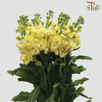 Matthiola - Yellow (10 Stems)-Yellow-China-prflorist.com.my