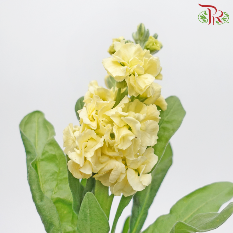 Matthiola - Yellow (10 Stems)-Yellow-Kenya-prflorist.com.my