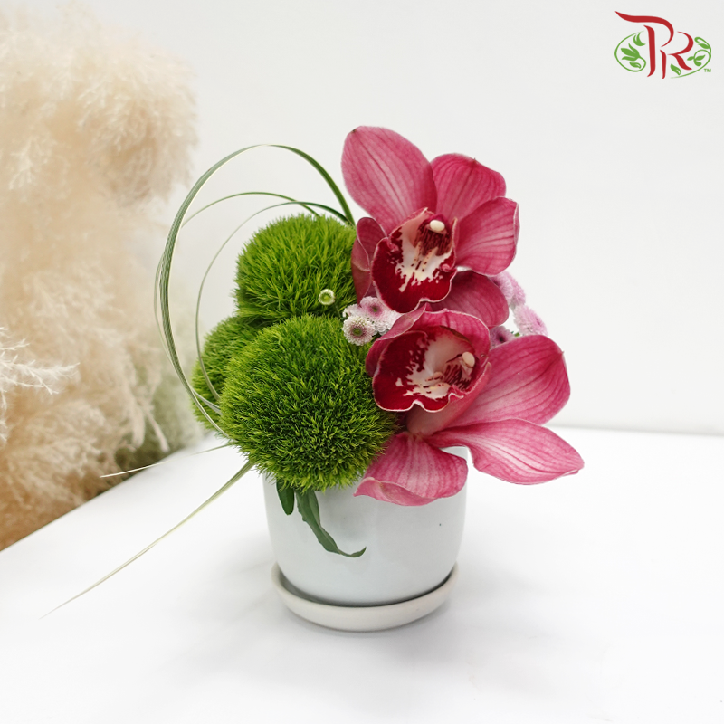 Meadow Secrets (Cymbidium Arrangement in White Pot)-Pudu Ria Florist-prflorist.com.my