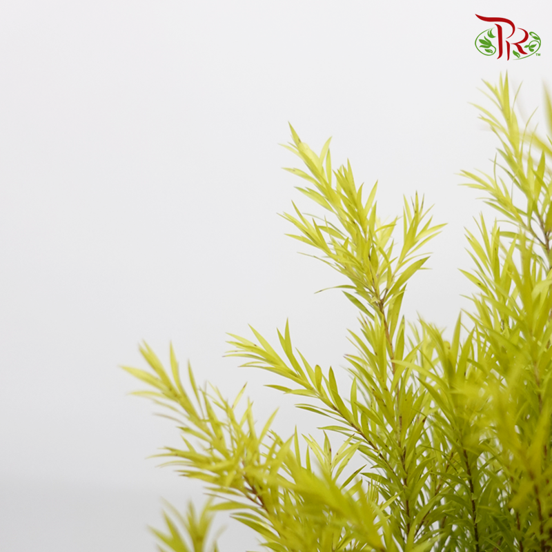 Melaleuca Gold Leaf - Greenish Yellow (Per Bunch)-Green-China-prflorist.com.my