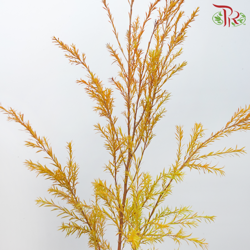 Melaleuca Gold Leaf - Orange (Per Bunch)-Orange-China-prflorist.com.my