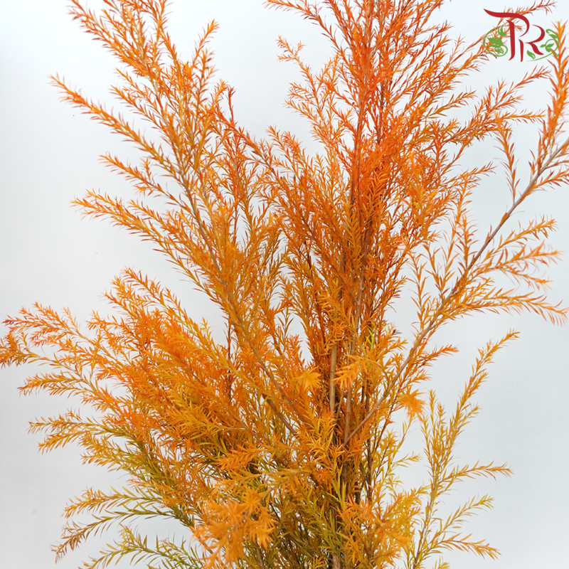 Melaleuca Gold Leaf - Orange (Per Bunch)-Orange-China-prflorist.com.my