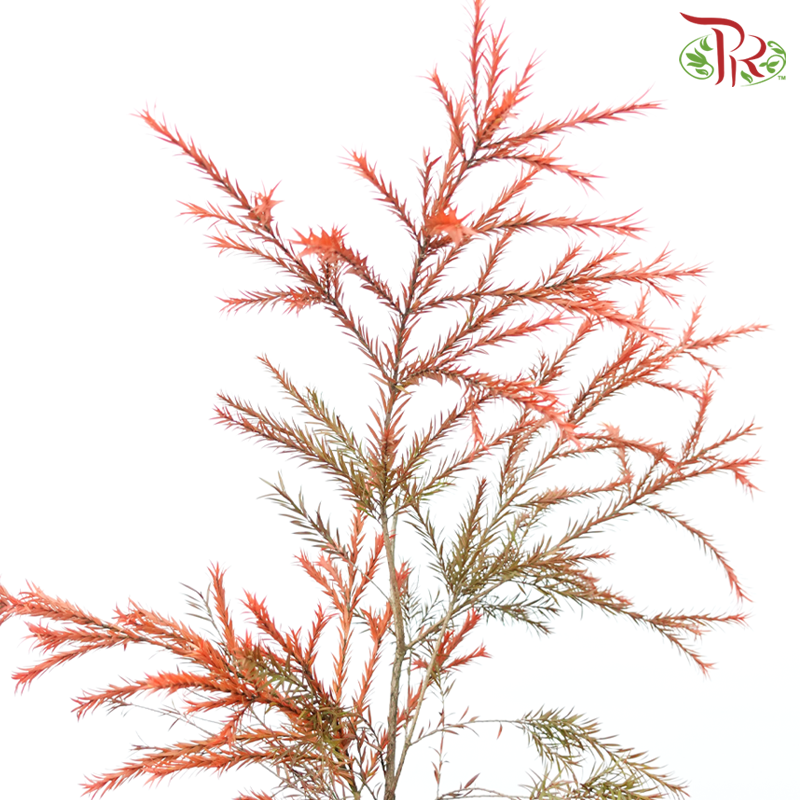 Melaleuca Gold Leaf - Red (Per Bunch)-Red-China-prflorist.com.my