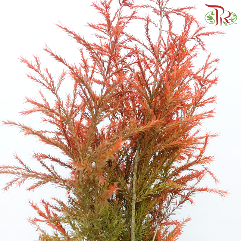Melaleuca Gold Leaf - Red (Per Bunch)-Red-China-prflorist.com.my