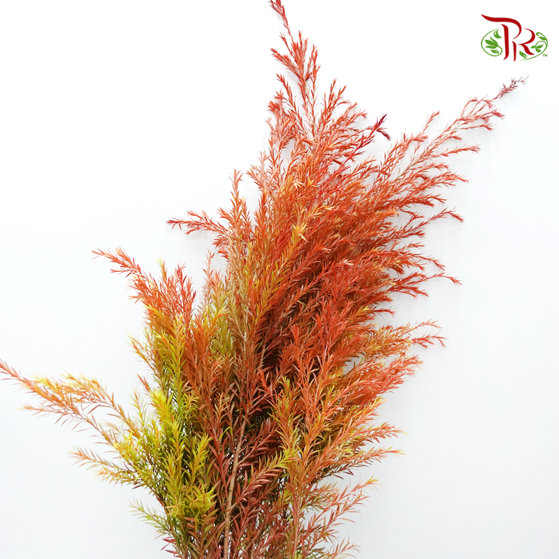 Melaleuca Gold Leaf - Red (Per Bunch)-Red-China-prflorist.com.my