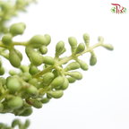 Mi Zhen Berry - (Per Bunch)-Green-China-prflorist.com.my