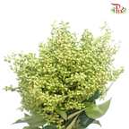 Mi Zhen Berry - (Per Bunch)-Green-China-prflorist.com.my