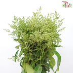 Mi Zhen Flower - (Per Bunch)-China-prflorist.com.my