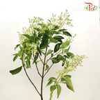 Mi Zhen - (Per Bunch)-China-prflorist.com.my