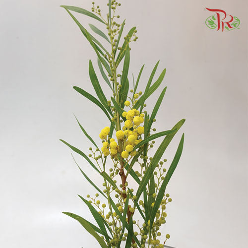 Mimosa Dried - Per Bunch-Import-prflorist.com.my