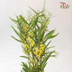 Mimosa Floribunda Yellow - Per Bunch-China-prflorist.com.my
