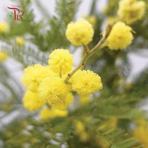 Mimosa Floribunda Yellow - (Per Bunch)-Yellow-Import-prflorist.com.my