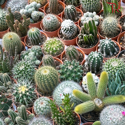 Mini Cactus P505《仙人掌》(Randomly Selected)-Pudu Ria Florist-prflorist.com.my