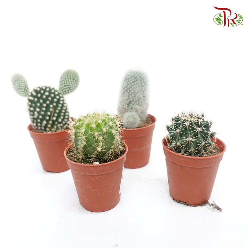 Mini Cactus P505《仙人掌》(Randomly Selected)-Pudu Ria Florist-prflorist.com.my